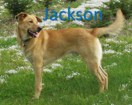 Jackson Stack Name